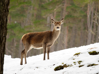 Red deer, Cervus elaphus