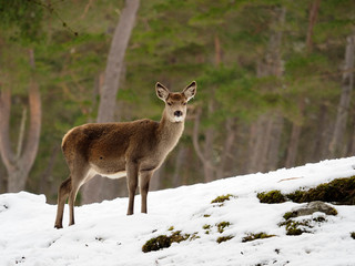Red deer, Cervus elaphus