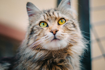 portrait of a cat in the street