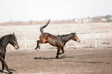 Herd of beautiful horses that ride in nature