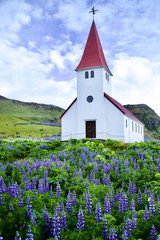 White church with red roof located on the hill surrounded by purple Lupine.