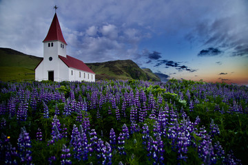 White church with red roof located on the hill surrounded by purple Lupine and has background of sunrise sky.