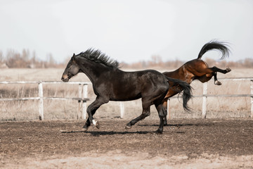 Herd of beautiful horses that ride in nature