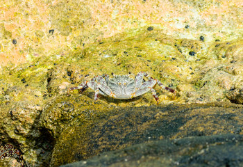 North Malé Atoll, Maldives - December 29 2019 - A beautiful crab on the rocks
