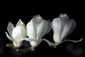 Fototapeta na wymiar Tokyo,Japan-March 12, 2020: White magnolia in the morning