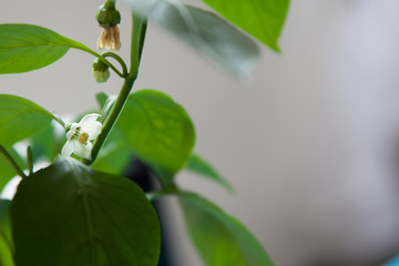  flowers of a sweet pepper crop in an ecological greenhouse