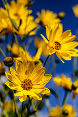 Sonnenauge/Sommersonnen Blüten Strauch