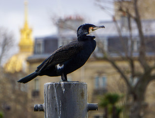 Cormoran bords de Seine Paris France