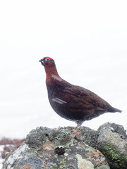 Red grouse, Lagopus lagopus scoticus,
