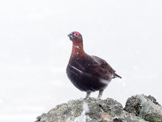 Red grouse, Lagopus lagopus scoticus,