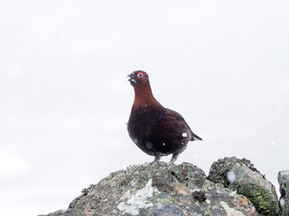 Red grouse, Lagopus lagopus scoticus,