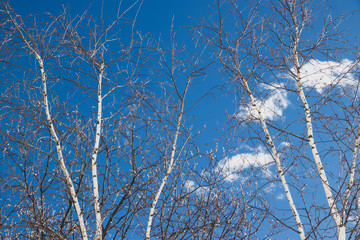 Fototapeta na wymiar Birch trees and blue sky