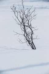 Fototapeta na wymiar Black isolated tree on the white snow