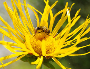 Abeille sur fleur jaune