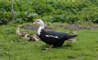 Mute duck with brood