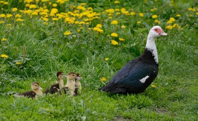 Mute duck with brood