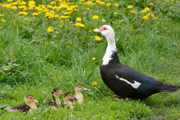 Mute duck with brood