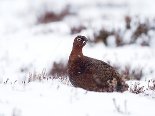 Red grouse, Lagopus lagopus scoticus,