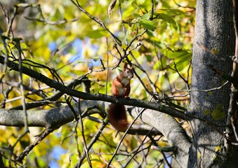 squirrel on a branch in summer