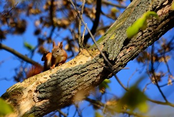 squirrel on a branch in summer