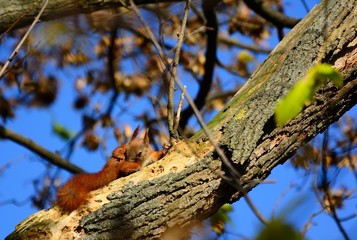 squirrel on a branch in summer
