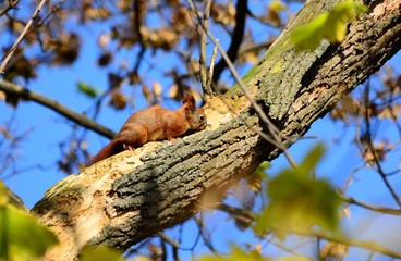 squirrel on a branch in summer