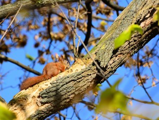 Squirrel on the tree