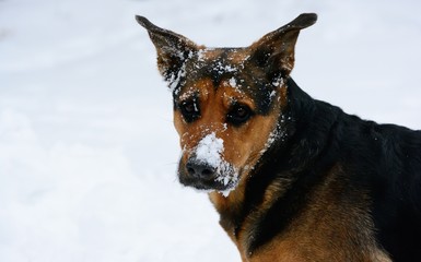 Dog posing in the snow