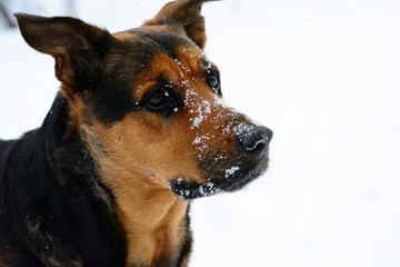 Dog posing in the snow