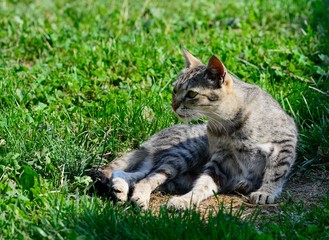 cat with a kitten on the grass