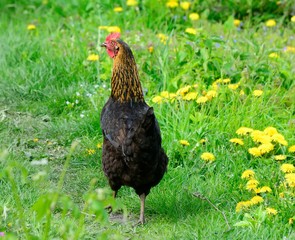 Chicken on a field with yellow flowers