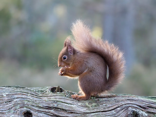 Red squirrel, Sciurus vulgaris