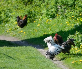 The fight of two cocks in the village