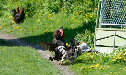 The fight of two cocks in the village