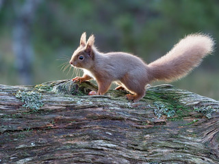 Red squirrel, Sciurus vulgaris