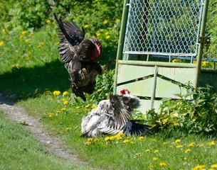 The fight of two cocks in the village