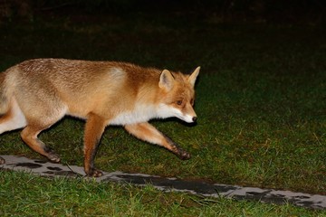 Beautiful fox walks along the path