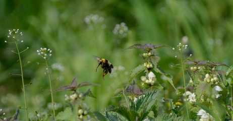 Large bumblebee flying over flowers