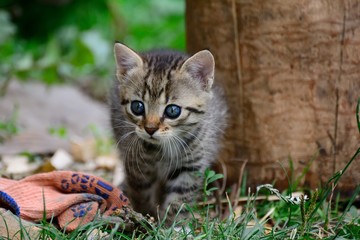 kitten is on the hunt