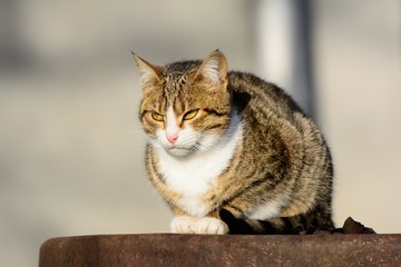 cat resting lying down