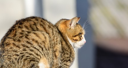 cat resting lying down