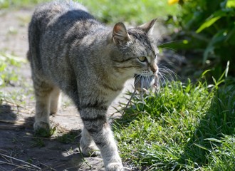 cat caught the mouse