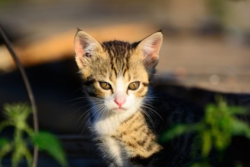 kitten is on the hunt