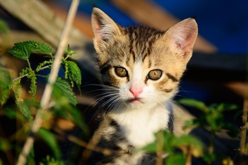 kitten is on the hunt