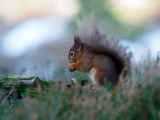 Red squirrel, Sciurus vulgaris
