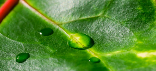 Abstract green background. Macro Croton plant leaf with water drops. Natural backdrop © OLAYOLA