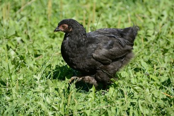 Chicken on the meadow