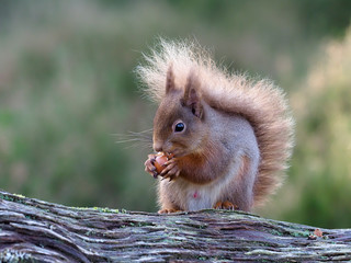 Red squirrel, Sciurus vulgaris
