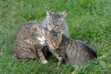 Naklejka na ściany i meble Three cats are resting on the grass
