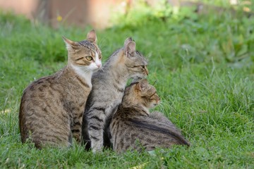 Three cats are resting on the grass